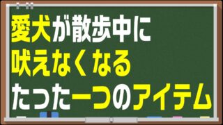 散歩中に犬が吠えなくなるたった一つの方法